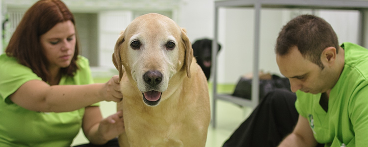 Chequeo geriátrico veterinario en Clínica Veterinaria Ronda Este.