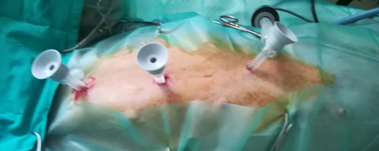 Incisiones mínimas en cirugía laparoscópica veterinaria en Jerez.