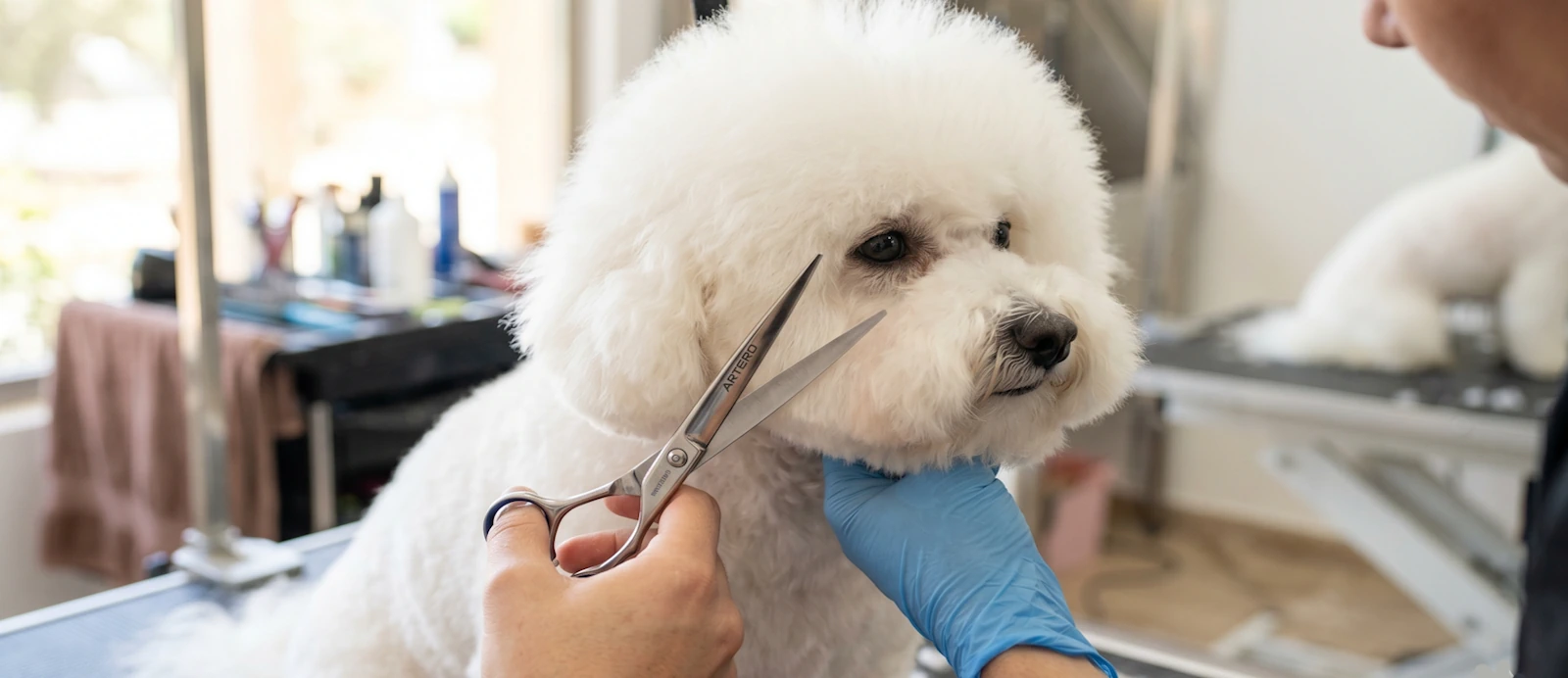 Corte a tijera profesional en nuestra peluquería canina en Jerez.