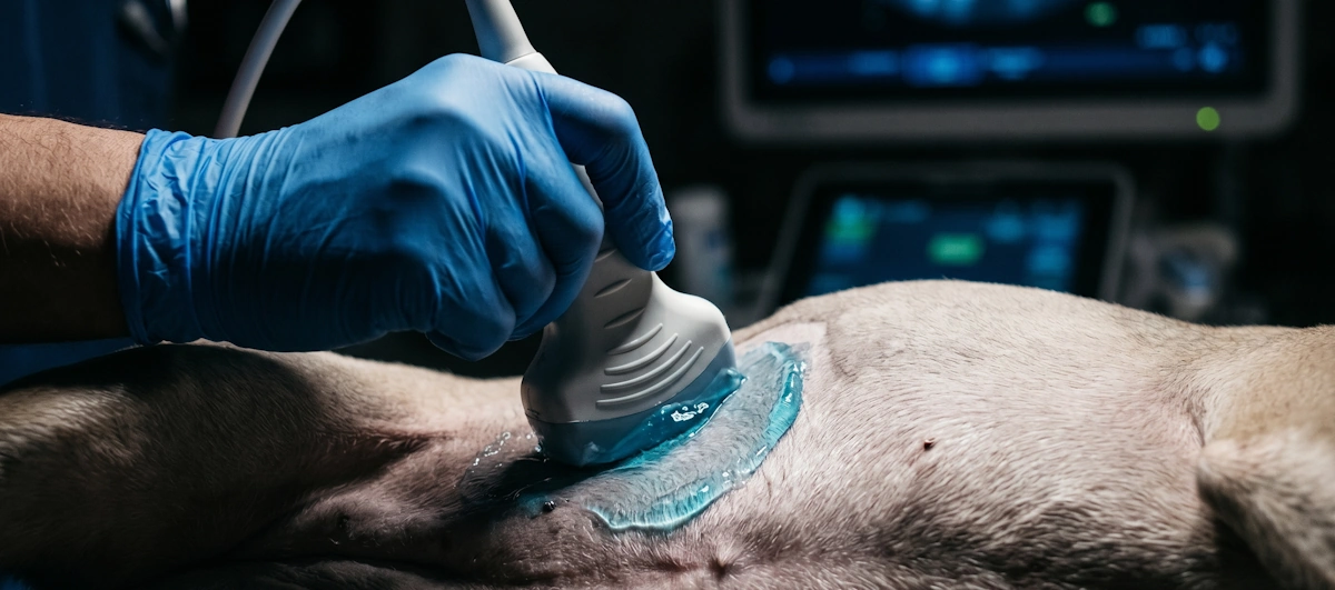 Primer plano de precisión diagnóstica con sonda de ecografía veterinaria en Clínica Veterinaria Ronda Este.