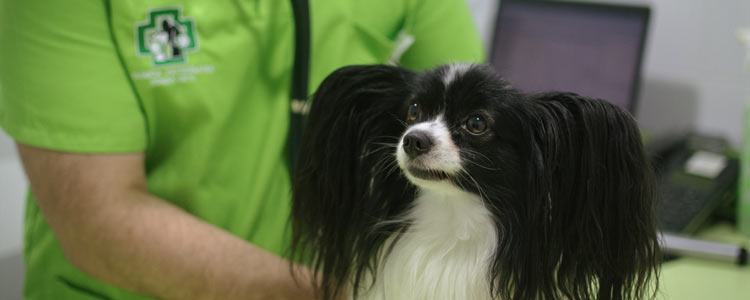 En Clínica Veterinaria Ronda Este te ofrecemos el servicio de medicina interna veterinaria en Jerez