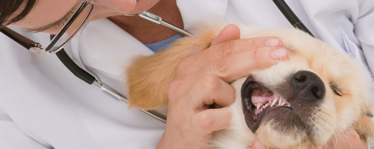 En nuestra Clínica Veterinaria Ronda Este ofrecemos el servicio de odontologia veterinaria en Jerez