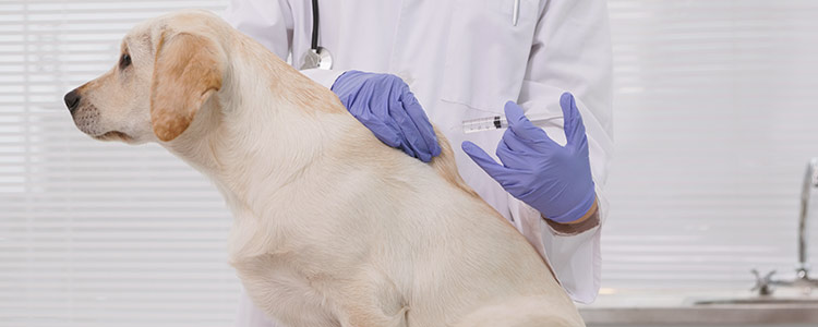 Terapia celulas madre en Clinica Veterinaria Ronda Este