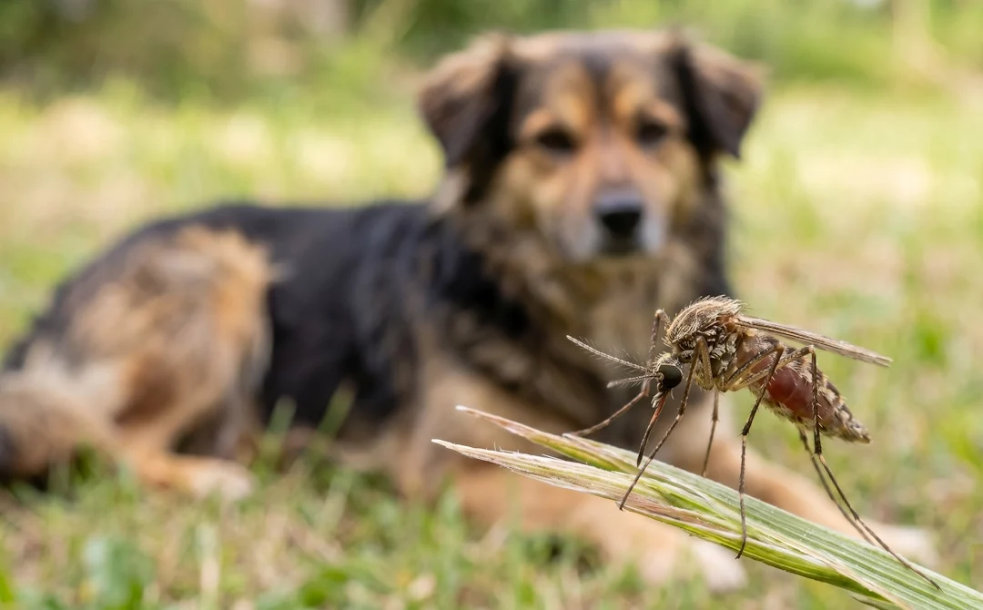 Vacuna contra la leishmania en perros en Jerez